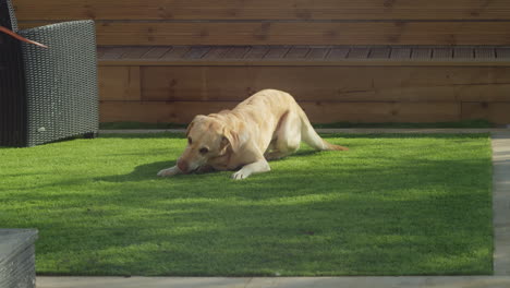 Goldener-Labrador,-Der-Auf-Dem-Rasen-Liegt-Und-Mit-Rotem-Ball-Spielt