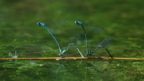 Two-Pairs-Of-Blue-Damselfly-Laying-Eggs-On-River-With-Green-Aquatic-Plants