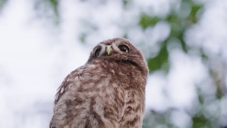 Owl-eye-piercing-video