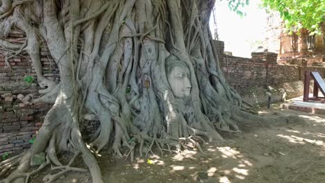 The-Entwined-Buddha-Head-Wrapped-in-the-Roots-of-a-Banyan-Tree-at-the-Historical-City-of-Ayutthaya,-Thailand