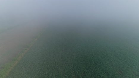 Eine-Luftaufnahme-Eines-Nebels-Am-Frühen-Morgen,-Der-Sich-über-Felder-Und-Mais-Legt