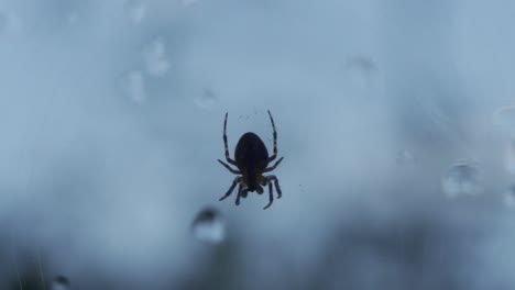 Macro-Shot-Of-A-Spider-On-A-Gloomy-Day,-Legs-Moving-In-Slow-Motion