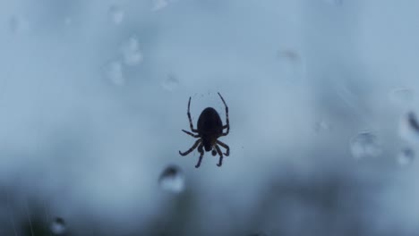 Zooming-In-Macro-Shot-Of-A-Spider-Silhouette,-Outdoor-Predator-In-Slow-Motion
