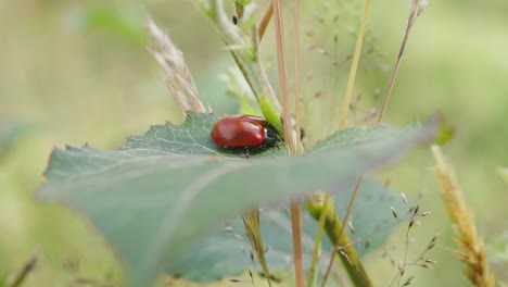 Broad-shouldered-Leaf-Beetle-Sitting-On-Green-Leaf-On-A-Windy-Day