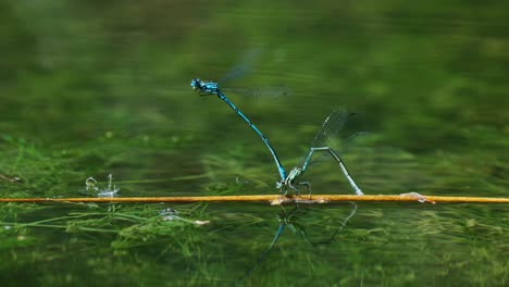 Two-Blue-Dragonfly-attached-mating-on-a-small-twig-in-the-water-with-green-reflection