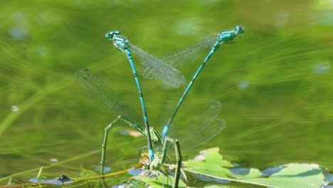 Close-Up-Of-Two-Pairs-Of-Damselflies-In-Odonate-Oviposition-In-Pond-Water