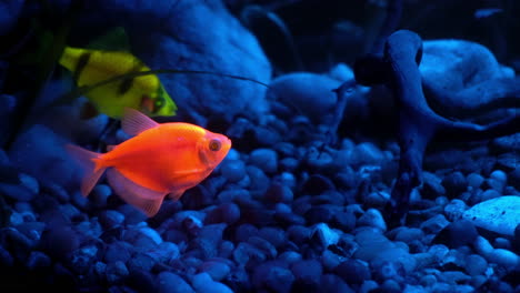 Fluoreszierender-Salmler-Und-Sumatrabarbe-Im-Aquarium