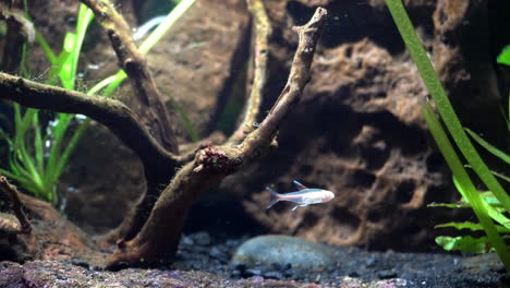 An-Albino-Glowlight-fish-floats-underwater-in-shimmering-light