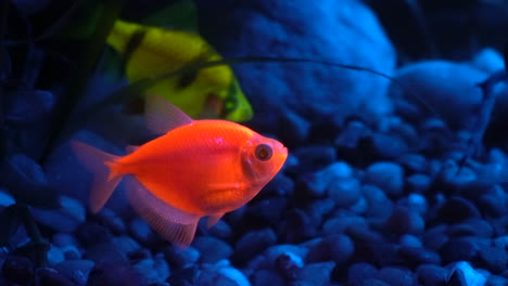 Close-up-of-two-fluorescent-fish