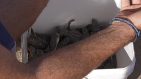 Collecting-baby-Green-Turtle-hatchlings-in-order-to-help-the-engendered-species-get-to-sea