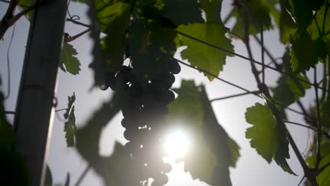Sun-beaming-through-the-leaves-while-harvesting-Syrah-Shiraz-grapes