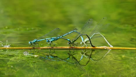 Close-up-of-dragonfly-sitting-on-a-bamboo-trunk-on-the-pond-water-laying-eggs-for-species-reproduction,-natural-wild-life-footage