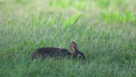 A-cottontail-rabbit-grazing-in-the-short-green-grass-of-the-lawn