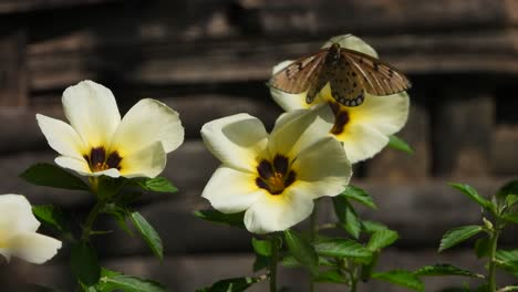 Schmetterling-In-Blumen,-Der-Nahrung-Findet