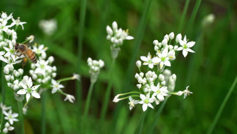 Abeja-Melífera-Vuela-De-Flor-En-Flor-Recolectando-Néctar-Y-Polen