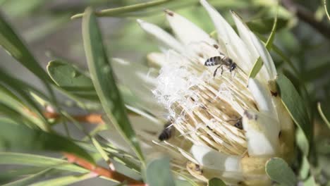 Cape-Honey-Bee-On-King-Protea-Flower-Stamens-During-Springtime-In-South-Africa