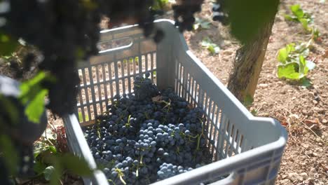 View-of-a-bin-as-grapes-are-tossed-in-while-harvesting-Syrah-and-Shiraz-grapes-at-the-vineyard-on-a-beautiful-sunny-day
