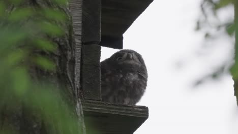 Wild-Fluffy-Little-Owl-Perching-With-Blurry-Natural-Environment