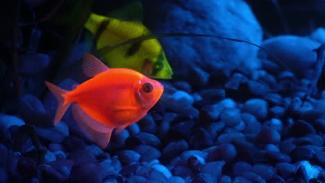 Two-fluorescent-tropical-fish-glow