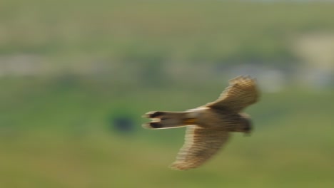 Common-Kestrel-Hangs-In-The-Air-And-Stares-At-The-Ground-For-A-Prey