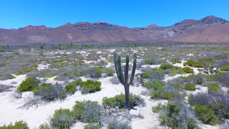 Vuelo-De-Avance-Rápido-De-ángulo-Largo-Que-Pasa-Por-Un-Gran-Cactus-Hasta-El-Campo-De-Vegetación-Desértica-Con-Fondo-De-Montaña-Marrón