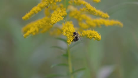 Bumble-Bee-climbing-over-Goldenrod-flower-collecting-Nectar-and-pollenating-a-forest