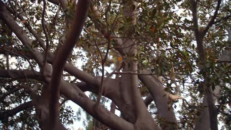 Huge-Trunk-And-Branches-Of-An-Old-Ficus-Tree-At-The-Park-In-Benicassim,-Castello,-Spain