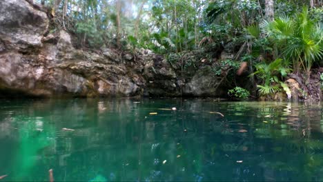 Tilt-up-from-tropical-turquoise-clear-water-to-reveal-a-cenote-surrounded-by-a-cliff-of-rain-forest-in-Riviera-Maya,-Mexico-near-Tulum-and-Cancun-on-vacation