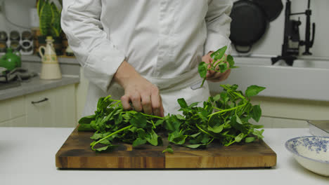 Nitpicking-spinach-raw-leaves-for-salmon-dish-preparation