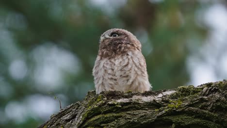 Little-owl-sitting-perfectly-still-in-a-tree-on-a-log-with-blurry-background