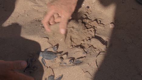 Frisch-Geschlüpfte-Babygrüne-Schildkröten-Aus-Dem-Sand-Zu-Graben,-Um-Ihnen-Beim-Überleben-Zu-Helfen