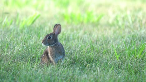 An-alert-cottontail-rabbit-sitting-in-the-short-green-grass-of-the-lawn