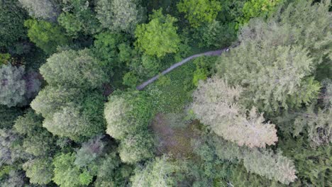 Top-down-rising-view-of-hikers-along-a-forest-path-next-to-a-river-clearing-in-4K