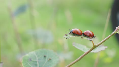 Pair-Of-Coccinellidae-Perched-On-leaf-On-Stem-With-Bokeh-Background