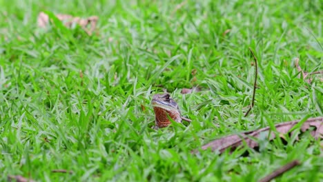 Eyed-Butterfly-Lizard,-Leiolepis-ocellata,-Huai-Kha-Kaeng-Wildlife-Sanctuary,-Thailand