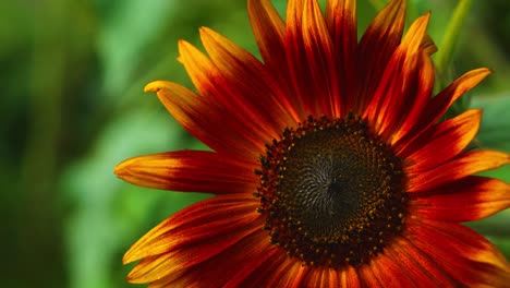 Lebendige,-Dramatische-Und-Farbenfrohe-Sonnenblume-Mit-Hummel,-Die-Pollen-Sammelt,-Stolpert-Und-Dann-Davonfliegt