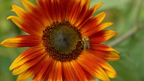 Bright-vibrant-and-colorful-yellow-and-orange-sunburst-sunflower-with-bee-collecting-pollen-as-camera-dollies-in-close