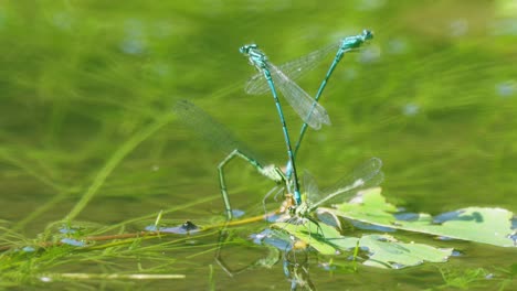 Two-couples-of-blue-dragon-flies-mating-on-a-water-plant---Anisoptera