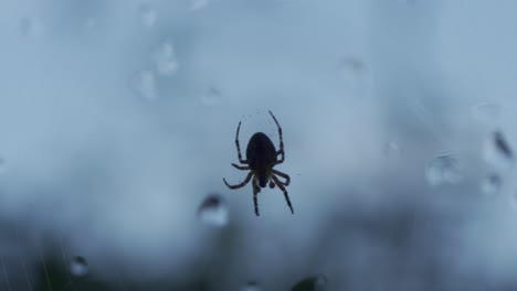 Silhouette-of-a-small-spider-moving-on-web-on-window-with-water-droplets