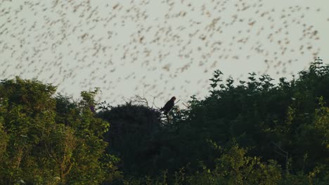 Vogelschwarm,-Der-In-Sturzflugbewegung-über-Den-Grünen-Wald-Fliegt