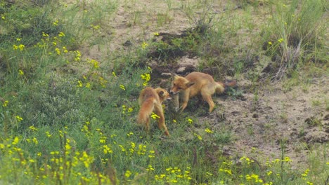 Tug-Of-War-Between-Two-Wild-Red-Foxes-Fighting-Over-Dead-Rabbit