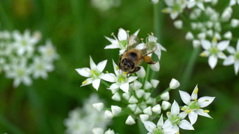 Extreme-Nahaufnahme-Einer-Honigbiene-Mit-Pollensäcken-An-Den-Beinen