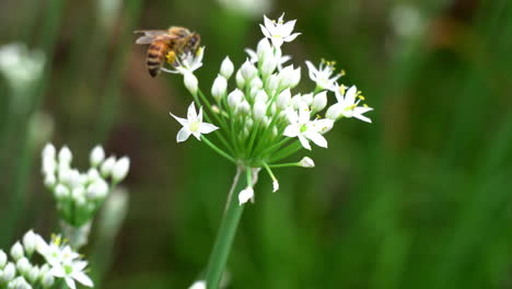 Honey-bee-lands-on-flower,-then-flies-away