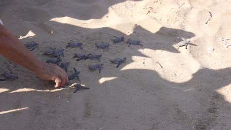 Ein-Mann-Gräbt-Grüne-Schildkröten-Aus-Dem-Sand-Und-Setzt-Sie-Sanft-Ab,-Damit-Sie-Zum-Meer-Laufen-Können