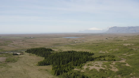 A-small-patch-of-Fir-trees-in-Hofsstadaskogur-in-Iceland