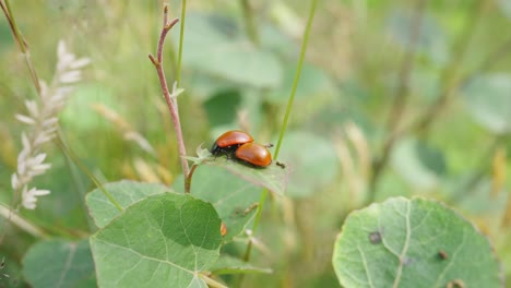 Pair-Of-Coccinellidae-Perched-On-Leaf-On-Stem-With-Bokeh-Background-In-Garden