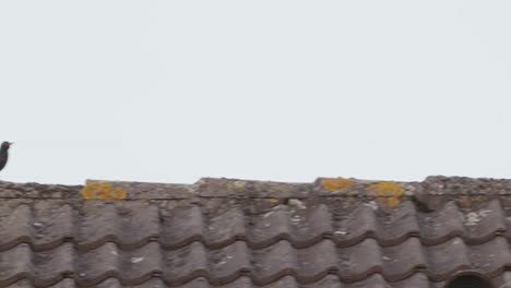 Small-Passerine-Black-Bird-On-Brick-Roof-With-Perching-Little-Owl-In-The-Chimney