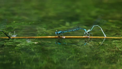 Gewöhnliche-Blaue-Libellen,-Die-Paarungsrad-über-Wasser-Bilden