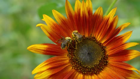 Two-bees-collecting-pollen-fighting-over-the-sweet-nectar-as-the-head-alpha-bee-kicks-the-other-away-on-colorful-bright-sunburst-sunflower