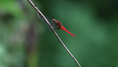 An-individual-perched-on-twig-while-moving-its-head,-green-bokeh-moving-with-some-wind